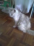 Mimi - Domestic Long Hair Cat