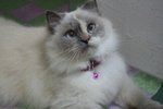 Manis - Persian Cat