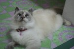 Manis - Persian Cat