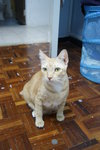 Hana - Domestic Short Hair Cat
