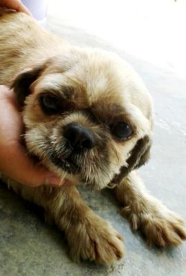 Shih Tzu Cross - Shih Tzu Mix Dog