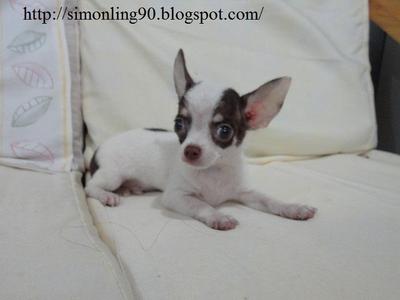 Chi Hua Hua - Chihuahua Dog