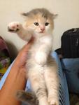 Montel, Pingu Jr. &amp; Sandy Jr. - Domestic Long Hair + British Shorthair Cat