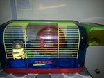 Hamster 1