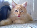 Oj (Orange Junior) - Domestic Long Hair + Maine Coon Cat