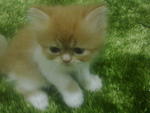 Sachi - Persian Cat