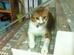 Biscuit - Domestic Short Hair Cat
