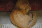 Baby Agnes - Persian + Domestic Short Hair Cat