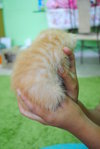 Baby Agnes - Persian + Domestic Short Hair Cat