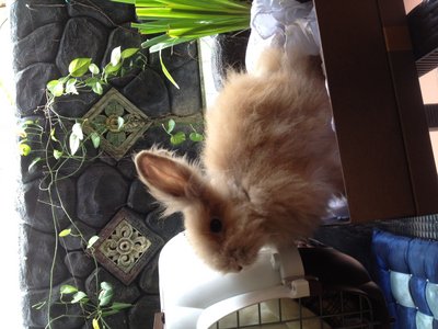 PF42522 - Angora Rabbit + Bunny Rabbit Rabbit