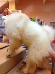 Thick Fur Male Cream Chow Chow  - Chow Chow Dog