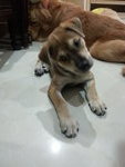 ♡fifi♡▶ ( 2 Months ) - Mixed Breed Dog