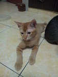 Yencik - Domestic Short Hair Cat