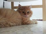 Princess Sasha - Persian Cat