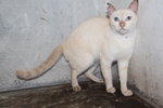 R1c1 Ginseng - Domestic Short Hair Cat