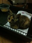 Little Eva - Domestic Short Hair Cat