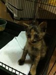Little Eva - Domestic Short Hair Cat
