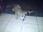 Cookie (Mk Iv) - Mixed Breed Dog