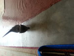 Blacky - Domestic Short Hair Cat