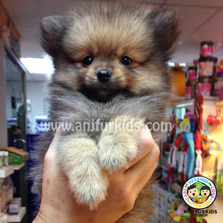 Quality Pomer1anian Puppies - Pomeranian Dog