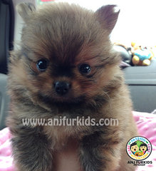 Quality Pomer1anian Puppies - Pomeranian Dog