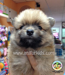 Quality Pomer1anian Puppies - Pomeranian Dog