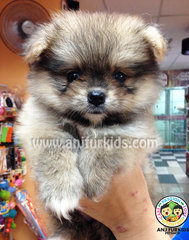 Quality Pomer1anian Puppies - Pomeranian Dog