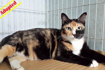X (Adopted) Mayki - Cherry  - Domestic Short Hair Cat