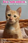 (Adopted) Mayki - Brownie - Domestic Short Hair Cat
