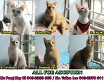 All cats need to be adopt!
