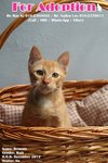(Adopted) Mayki - Brownie - Domestic Short Hair Cat