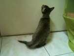 Beanee Baby - Domestic Short Hair Cat