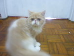 Maru - Ragdoll Cat