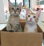Charlie and Harry in a box