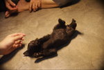 PF42855 - Domestic Medium Hair Cat