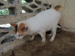 C3 Peekaboo - Domestic Short Hair Cat