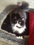 Prince Harry - Persian Cat