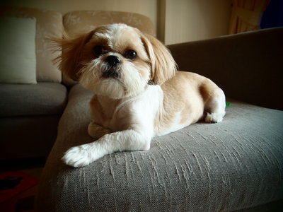 Vodka - Shih Tzu + Pekingese Dog