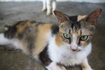 C2 Kipper - Domestic Short Hair Cat