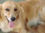 Beary - Golden Retriever Dog