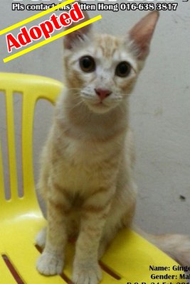 X (Adopted) O.s - Ginger - Domestic Medium Hair Cat