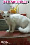 X (Adopted) Snowy - Domestic Medium Hair Cat