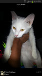 X (Adopted) Snowy - Domestic Medium Hair Cat