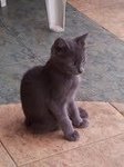 Suza  - Domestic Short Hair Cat