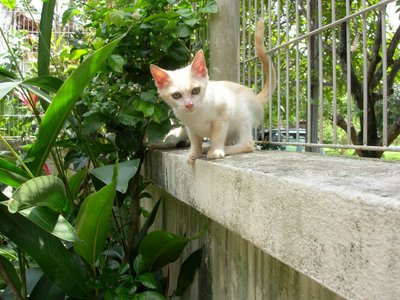 Silky - Domestic Short Hair Cat