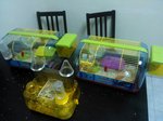 Habitrail Hamster Cage &amp; 6 Robovski - Roborovsky's Hamster Hamster