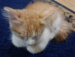 Lilo - Domestic Medium Hair Cat