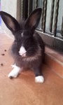Binky - Angora Rabbit Rabbit
