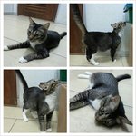 Tanjung - Domestic Medium Hair Cat