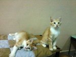 Jazz - Persian + Maine Coon Cat